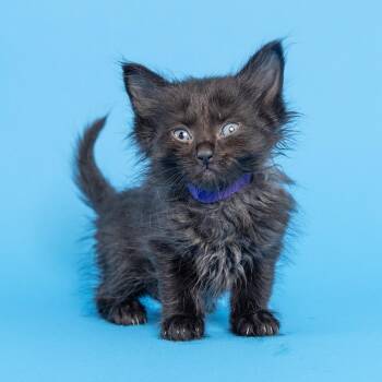 Yaya purple -  Domestic Short Hair Cat for Adoption in Franklin, Tennessee - Yaya Purple | PetCurious