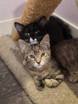 Eleanor -  Domestic Short Hair Cat for Adoption in Vancouver, Washington - Eleanor | PetCurious