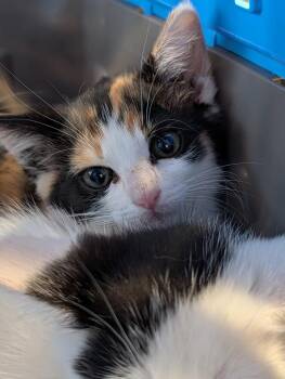 Captiva -  Domestic Short Hair Cat for Adoption in Greenfield, Indiana - Captiva | PetCurious