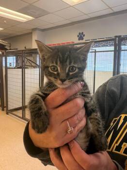 Winnie -  Domestic Short Hair Cat for Adoption in Heber City, Utah - Winnie | PetCurious