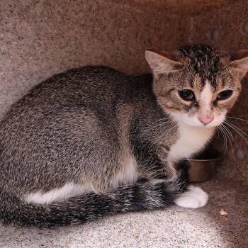 Fluttershy -  Domestic Short Hair Cat for Adoption in Cedar Rapids, Iowa - Fluttershy | PetCurious