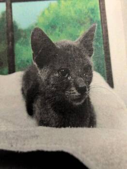 Millie 3 -  Domestic Short Hair Cat for Adoption in Parker, Colorado - Millie 3 | PetCurious