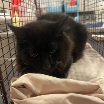 Messi -  Domestic Short Hair Cat for Adoption in Chicago, Illinois - Messi | PetCurious