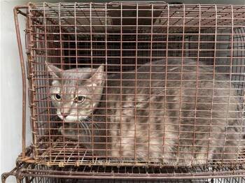 Domestic Short Hair Cats Available for Adoption in Houston, Texas - A654713 | PetCurious