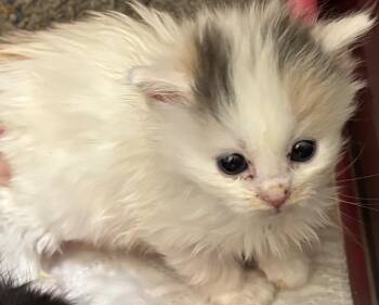COTTON -  Domestic Long Hair Cat for Adoption in Elizabethton, Tennessee - COTTON | PetCurious