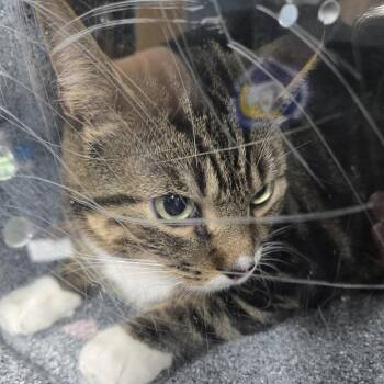Debo -  Domestic Short Hair Cat for Adoption in Newark, New Jersey - Debo | PetCurious