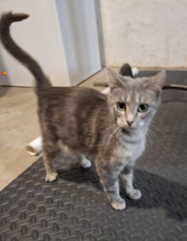 Domestic Short Hair Cats Available for Adoption in Urbandale, Iowa - Hae Hae | PetCurious