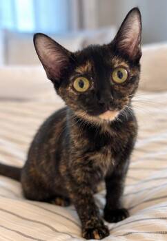 Harriet -  Tortoiseshell Cat for Adoption in Fort Worth, Texas - Harriet | PetCurious