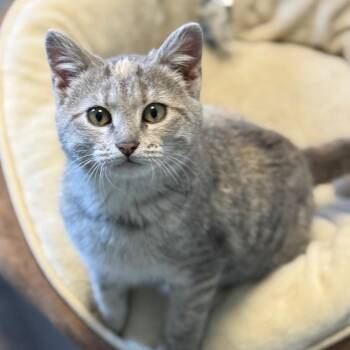 Domestic Short Hair Cats Available for Adoption - Stacy | PetCurious