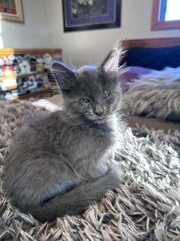 Storm -  Domestic Medium Hair Cat for Adoption in Ferndale, Michigan - Storm | PetCurious