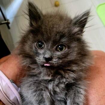 Cotton Candy -  Domestic Long Hair Cat for Adoption in Chicago, Illinois - Cotton Candy | PetCurious