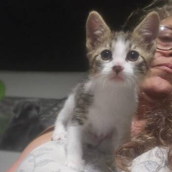 Mulan -  Domestic Short Hair Cat for Adoption in Mount Vernon, Arkansas - Mulan | PetCurious