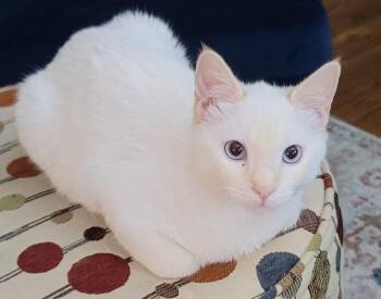 Siamese Cats Available for Adoption - Simon - Flamepoint Siamese | PetCurious