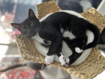 Tiza -  Domestic Short Hair Cat for Adoption in Sunrise, Florida - Tiza | PetCurious