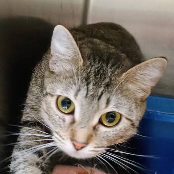 Domestic Short Hair Cats Available for Adoption in Palestine, Texas - Kit-Kat | PetCurious