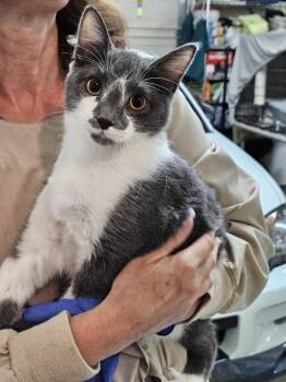 Oscar -  Domestic Short Hair Cat for Adoption in Pasco, Washington - Oscar | PetCurious