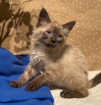 Eloise -  Domestic Long Hair Cat for Adoption in Groveland, Massachusetts - Eloise | PetCurious