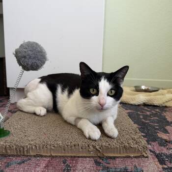 Domestic Short Hair Cats Available for Adoption in Davis, California - Parker | PetCurious