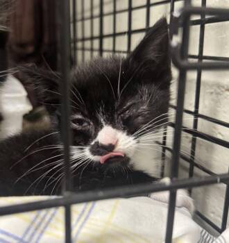 Domestic Short Hair Cats Available for Adoption in Saint Clairsville, Ohio - Cookies | PetCurious