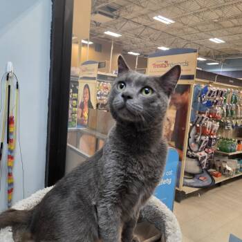Squids -  Domestic Short Hair Cat for Adoption in Las Vegas, Nevada - Squids | PetCurious
