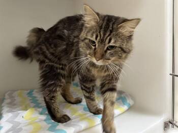 Rescue Domestic Long Hair Cats for Adoption in Mckinleyville, California - CLOVER | PetCurious