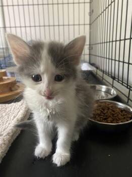 FERN -  Domestic Medium Hair Cat for Adoption in Charlotte, North Carolina - FERN | PetCurious