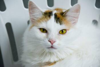 MELODY -  Calico Cat for Adoption in New Bern, North Carolina - MELODY | PetCurious