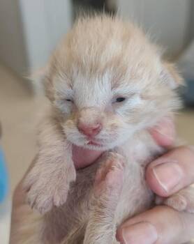 Tupelo -  Domestic Short Hair Cat for Adoption in Lafayette, Indiana - Tupelo | PetCurious
