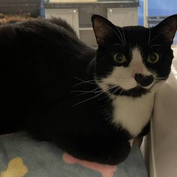 Domestic Short Hair Cats Available for Adoption in Downers Grove, Illinois - Cricket | PetCurious