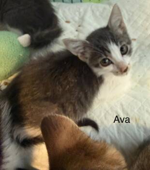 Ava -  Domestic Short Hair Cat for Adoption in Syracuse, Indiana - Ava | PetCurious
