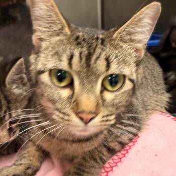 Domestic Short Hair Cats Available for Adoption in Evansville, Indiana - Tanya | PetCurious