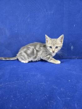 Rescue American Shorthair Cats for Adoption in Ruston, Louisiana - Cuckoo | PetCurious