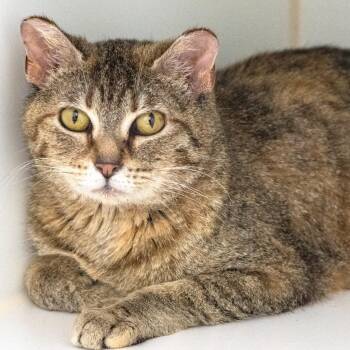 Sofa -  Domestic Short Hair Cat for Adoption in Pontiac, Michigan - Sofa | PetCurious