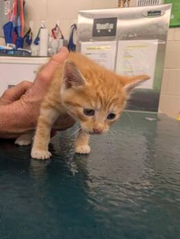 Dash -  Domestic Medium Hair Cat for Adoption in Mobile, Alabama - Dash | PetCurious