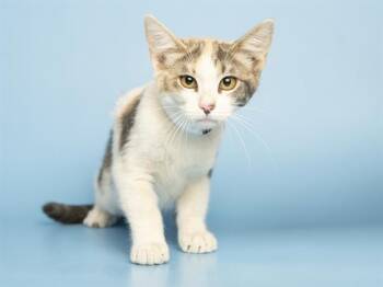 SUSHI -  Domestic Short Hair Cat for Adoption in Phoenix, Arizona - SUSHI | PetCurious