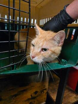 Orange crush -  Domestic Short Hair Cat for Adoption in Rockport, Texas - Orange Crush | PetCurious