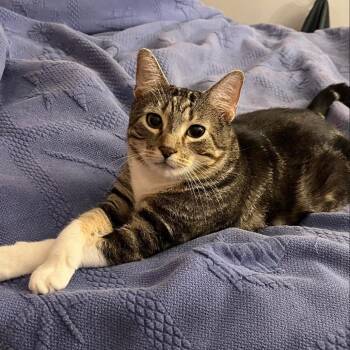 Rescue Domestic Short Hair Cats for Adoption in Baldwin, Wisconsin - Cotton (Chip) | PetCurious
