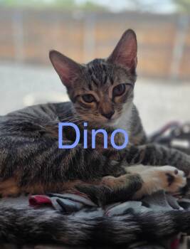 Dino -  Tabby and Domestic Short Hair Cat for Adoption in Tucson, Arizona - Dino | PetCurious