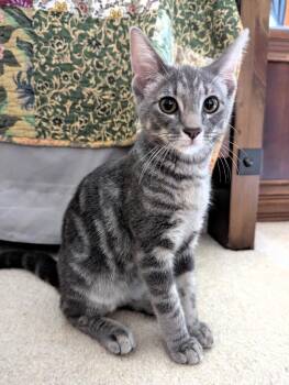 Rockie -  Domestic Short Hair Cat for Adoption in Rockford, Illinois - Rockie | PetCurious
