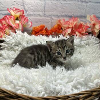 Domestic Short Hair Cats Available for Adoption in Harrisonburg, Virginia - Star | PetCurious