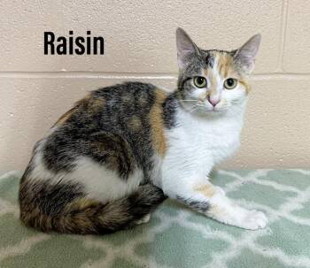 Domestic Short Hair Cats Available for Adoption in Clearfield, Kentucky - Raisin | PetCurious