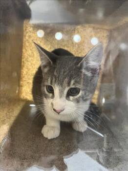 Rescue Domestic Short Hair Cats for Adoption in Loveland, Colorado - SNICKERS | PetCurious