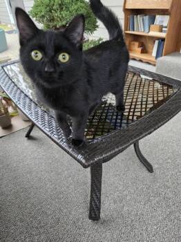 Rescue Domestic Short Hair Cats for Adoption in Buffalo, New York - Salem | PetCurious