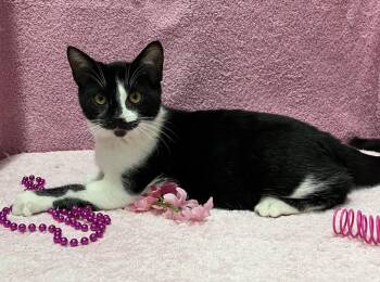Dickens (bonded to George) - KBC -  Domestic Short Hair Cat for Adoption in Dublin, Ohio - Dickens (bonded To George) - KBC | PetCurious