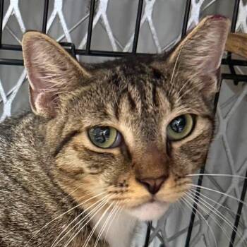 Rescue Domestic Short Hair Cats for Adoption in Boston, Massachusetts - Sable | PetCurious