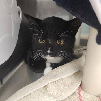 Trina -  Domestic Short Hair Cat for Adoption in Fort Wayne, Indiana - Trina | PetCurious