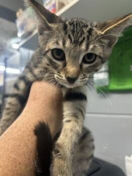 Gomez Adams -  Domestic Short Hair Cat for Adoption in Largo, Florida - Gomez Adams | PetCurious