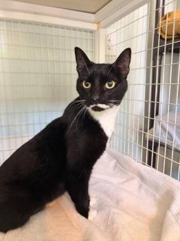 Domestic Short Hair Cats Available for Adoption in Kingsland, Georgia - FloRida | PetCurious