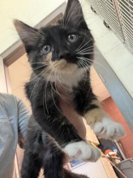 Danimals -  Domestic Short Hair Cat for Adoption in Westland, Michigan - Danimals | PetCurious