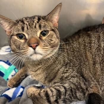 Langston -  Domestic Short Hair Cat for Adoption in Memphis, Tennessee - Langston | PetCurious